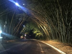 Túnel verde em Salvador, BA., imagem noturna.